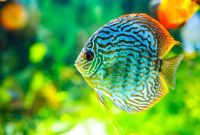 Fish freshwater danio easy best danios that care friendly what are How To Maintain Mental Health During Stressful Times