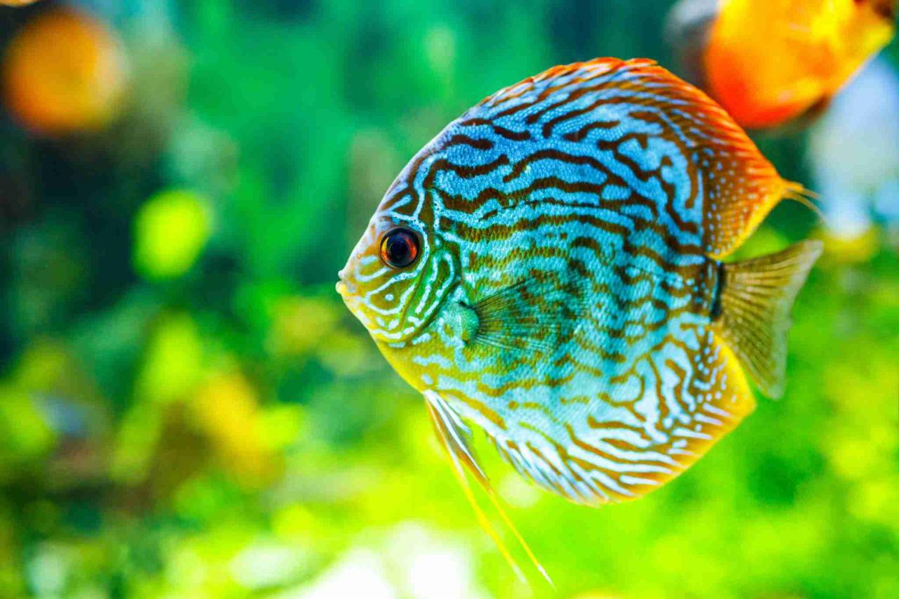 Fish freshwater danio easy best danios that care friendly what are How To Maintain Mental Health During Stressful Times