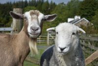 Can a Goat Breed With a Sheep? The Truth About Geeps Benefits Of Using Ergonomic Tech Products
