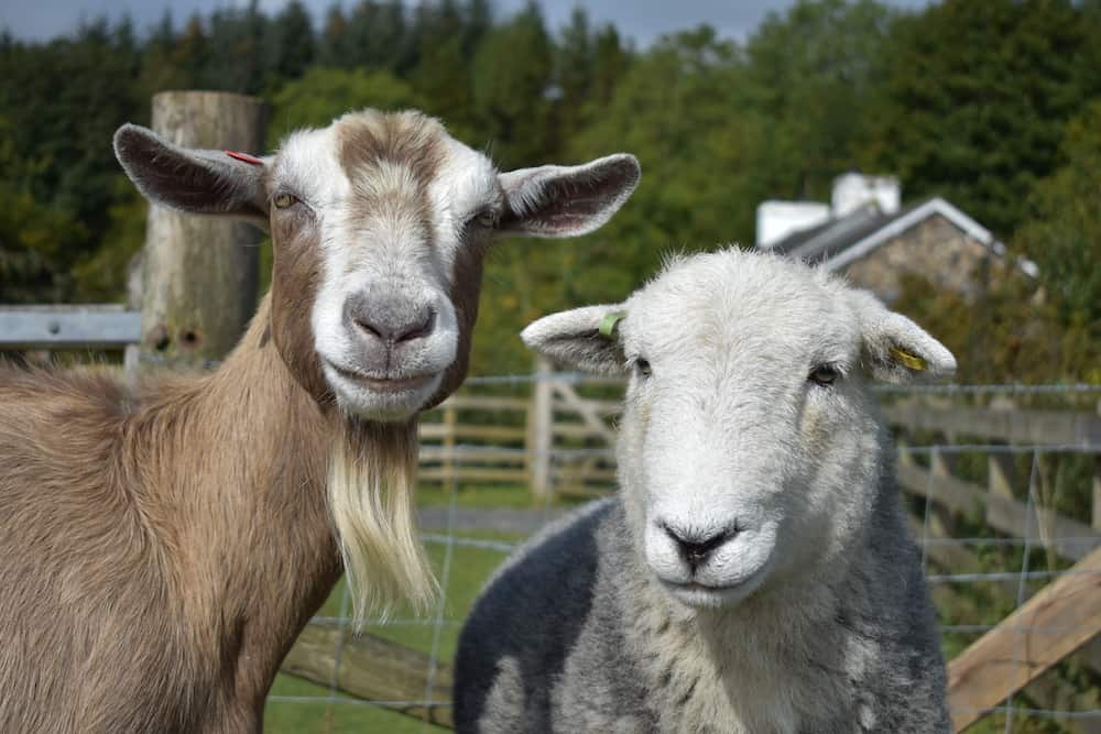Can a Goat Breed With a Sheep? The Truth About Geeps Benefits Of Using Ergonomic Tech Products