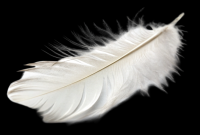 single-white-feather-against-glitch-art-background-image-free-png How To Optimize Your Home Wi-Fi Network